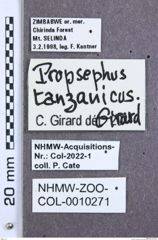 Etikette zu Propsephus tanzanicus (NHMW-ZOO-COL-0010271)